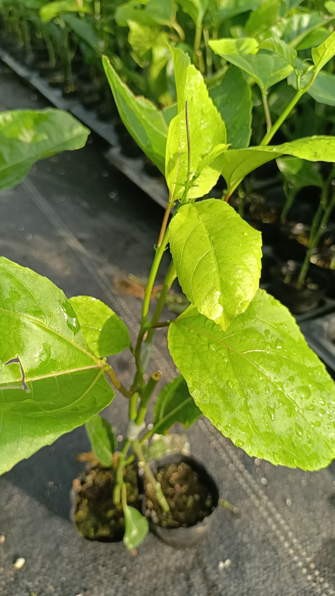 黄金百香果嫁接苗，纯甜黄金百香果爬藤阳台庭院南方种植