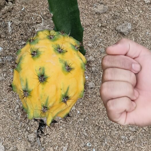 汕头燕窝果