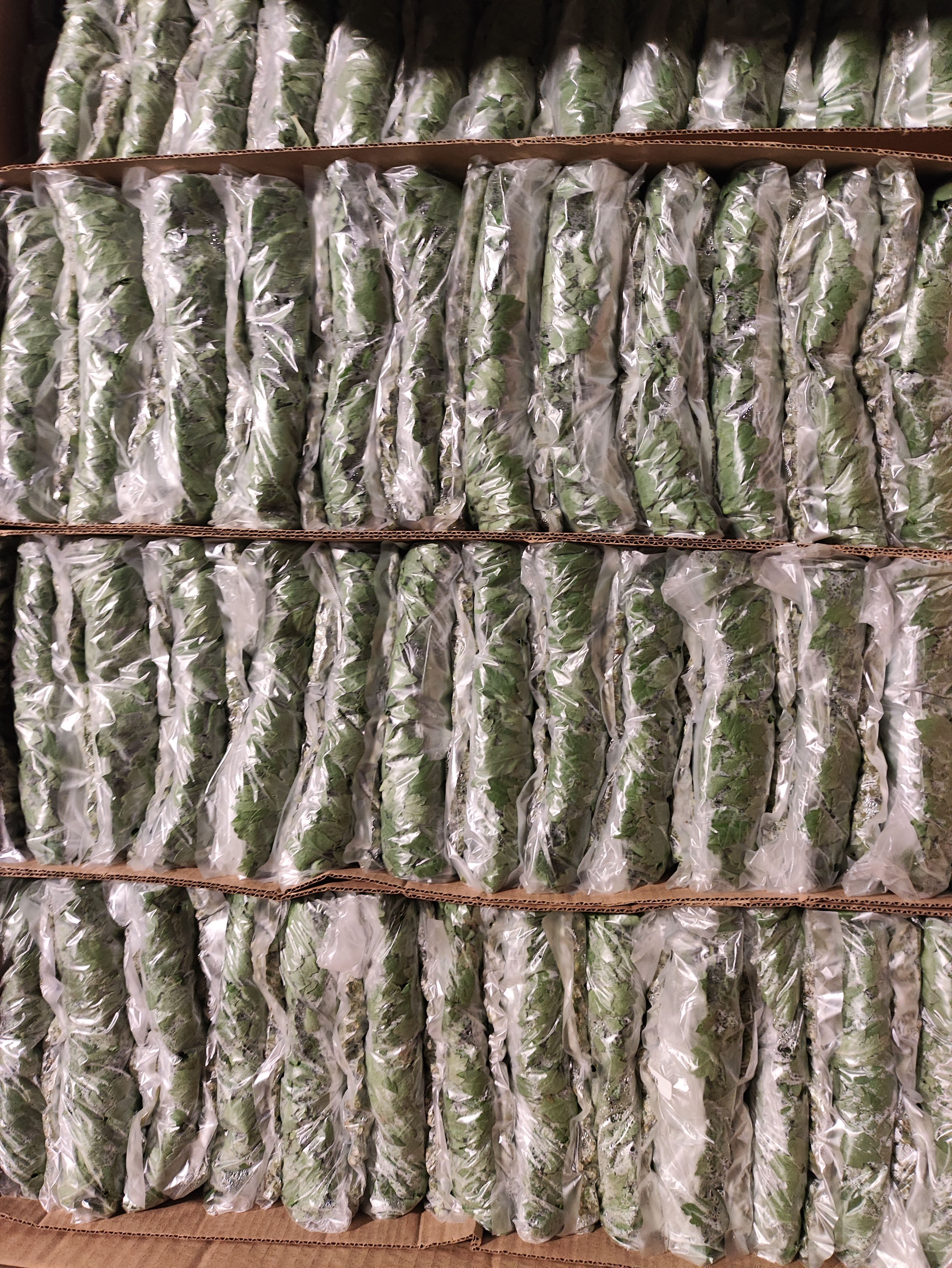 菊花苗批发 鲜切花菊花苗 精诚苗 光玉苗