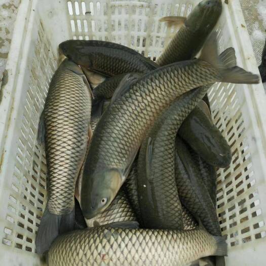 濮阳县精品草鱼