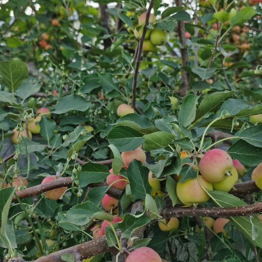 林西县金红123—沙果