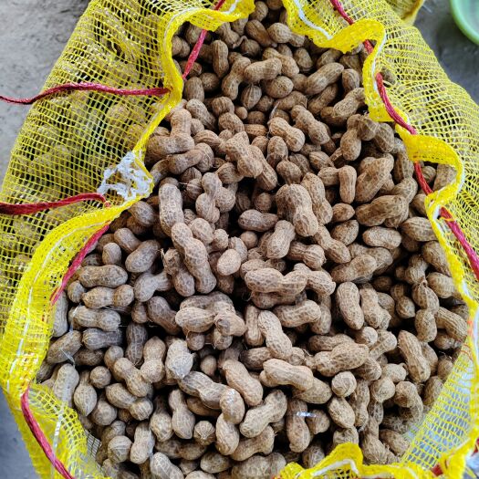 河南商丘鲜花生大量上市中