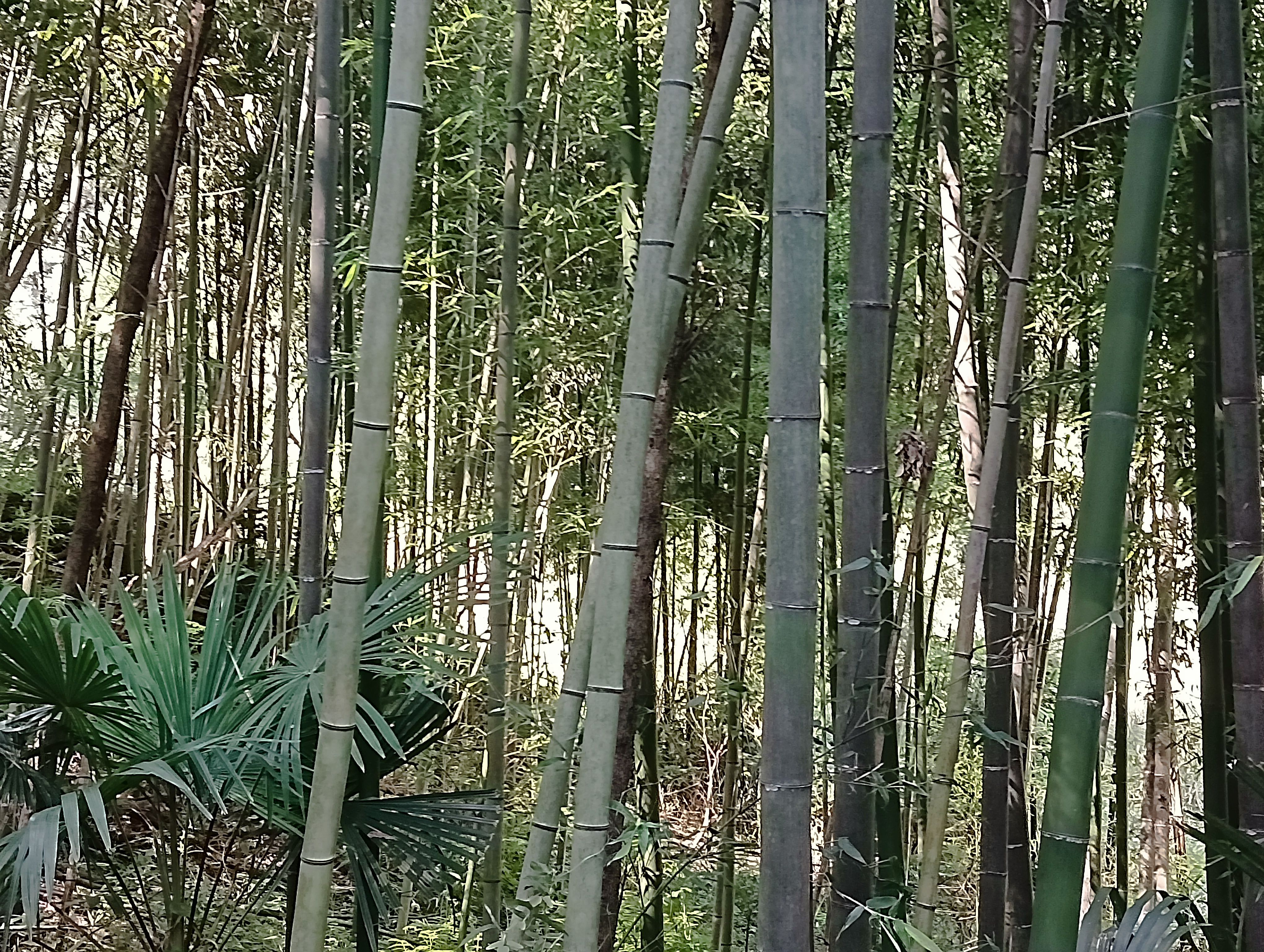斑竹