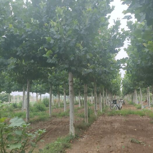 保定法桐15-25公分，移栽假植苗。