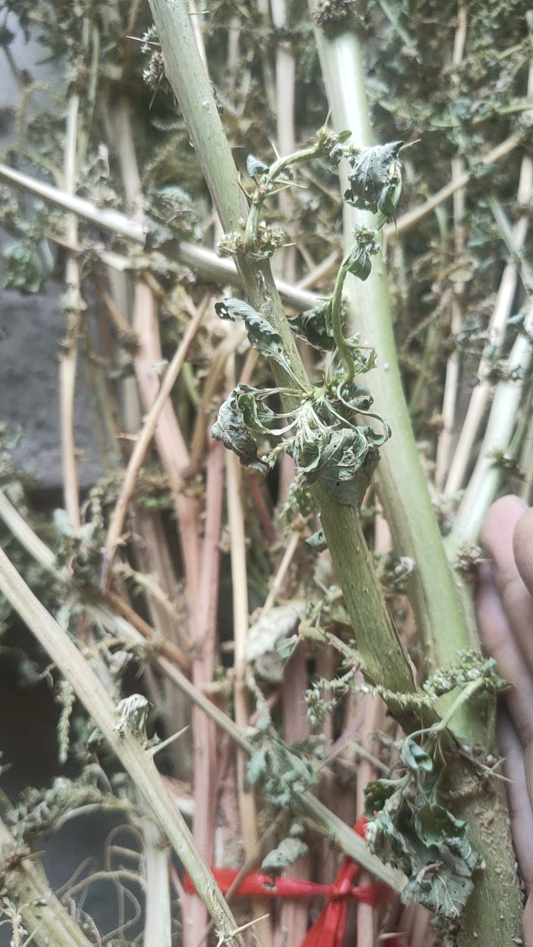 刺苋菜、苋菜、刺苋、假苋菜、猪母刺、白刺苋。