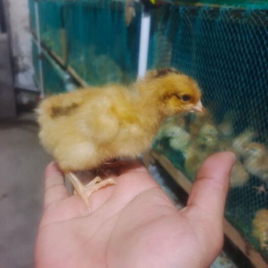 建湖县母鸡苗，380母鸡苗，