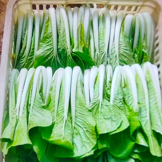 成都小白菜