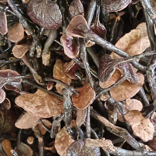 玉林竹灵芝