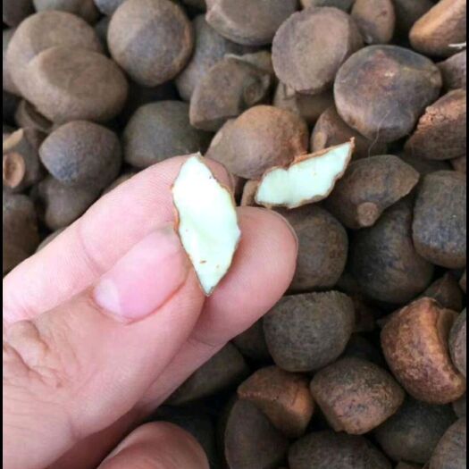 三江县茶油