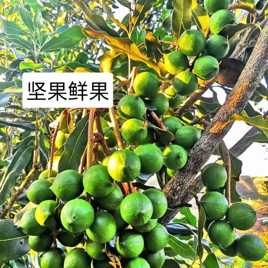 景洪市青皮坚果