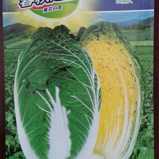 广州春秋之星黄芯白菜种子耐抽苔抗病性好中早熟球重4公斤10克