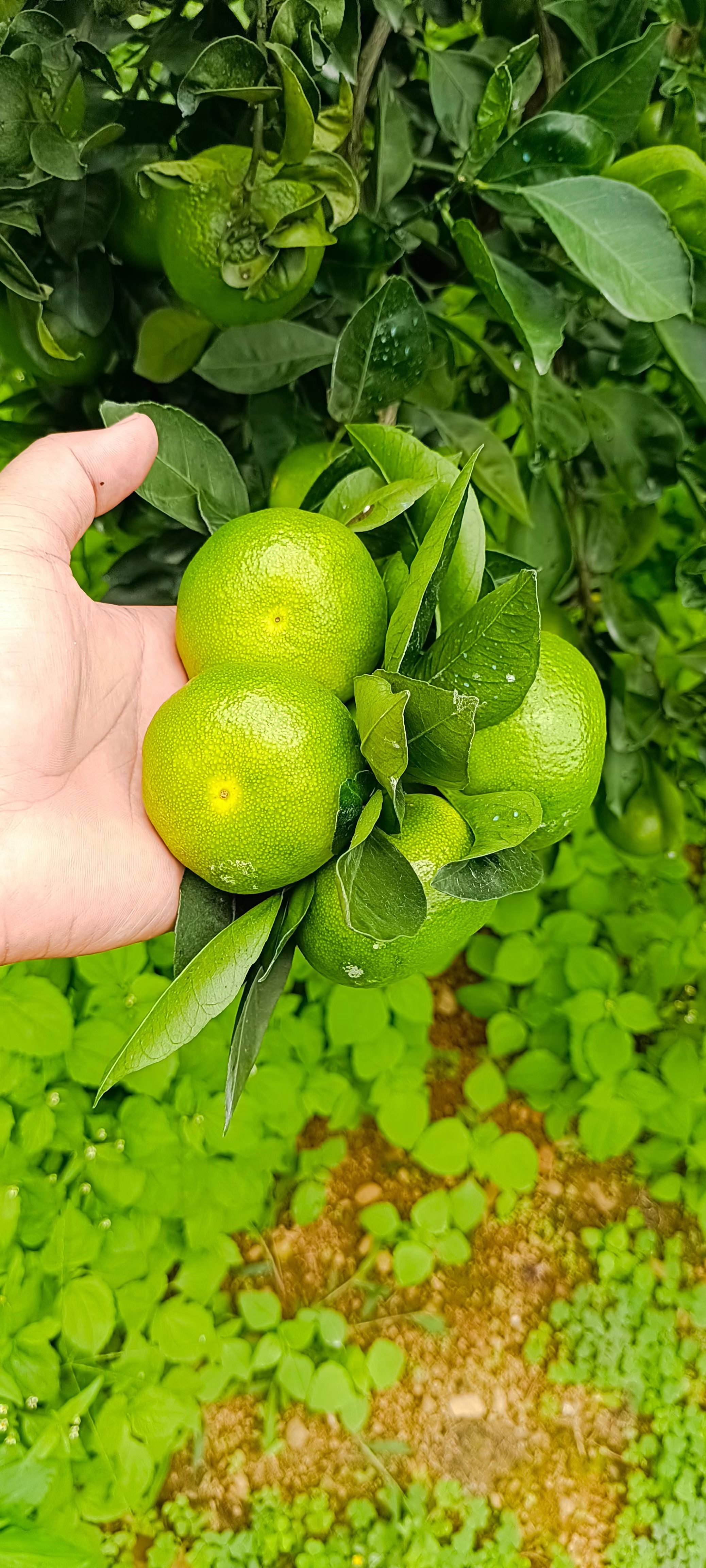 高山蜜桔