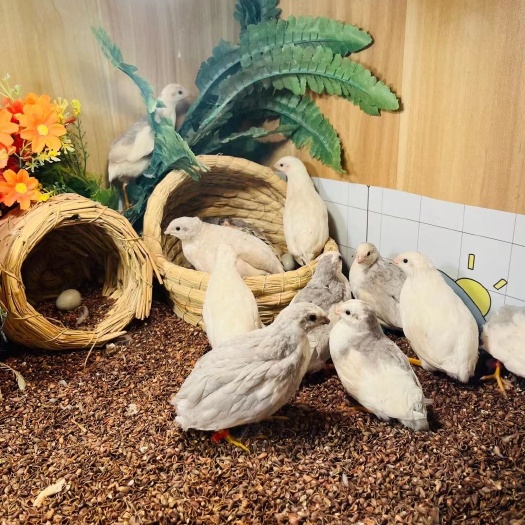 温州芦丁鸡德系纯白