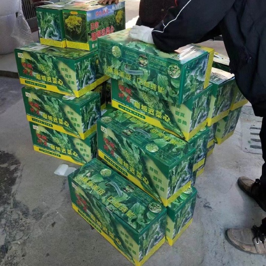 广州增城迟菜心