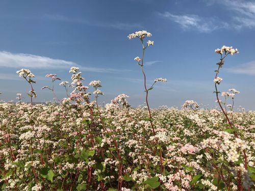 代卖内蒙古库伦旗荞麦米和库伦旗荞面