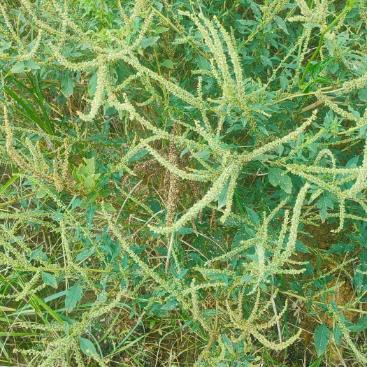 靖西市刺苋菜、苋菜、刺苋、假苋菜、猪母刺、白刺苋。