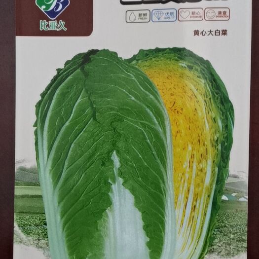 广州盛世黄冠大白菜种子CR高抗根肿病黄芯耐抽苔早熟球重3.5公斤