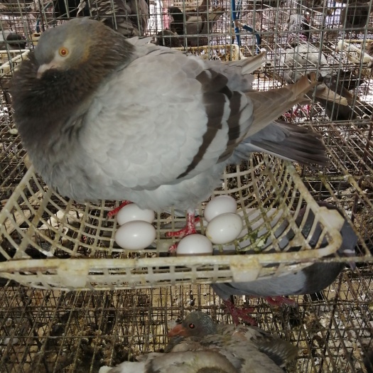 南宁肉鸽