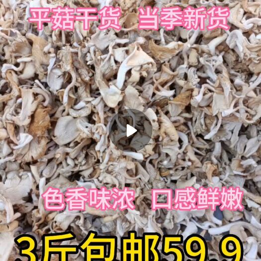 六安新鲜凉晒干平菇平菇条农干货