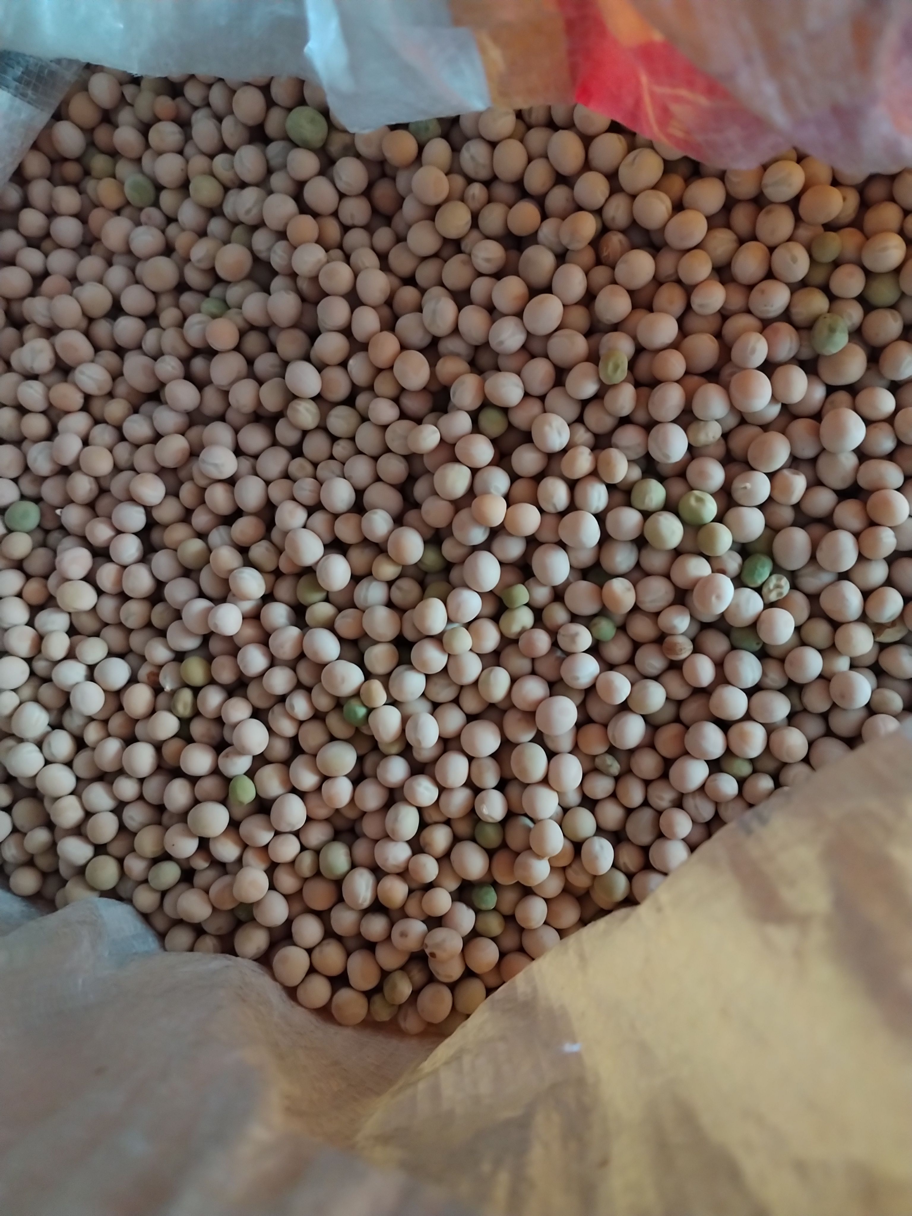 新豌豆种本地豌豆吃豌豆菜豌豆尖可水培豌豆苗白豌豆朱砂红豌豆种