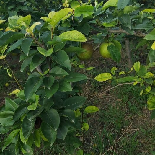 扬州翠冠蜜梨