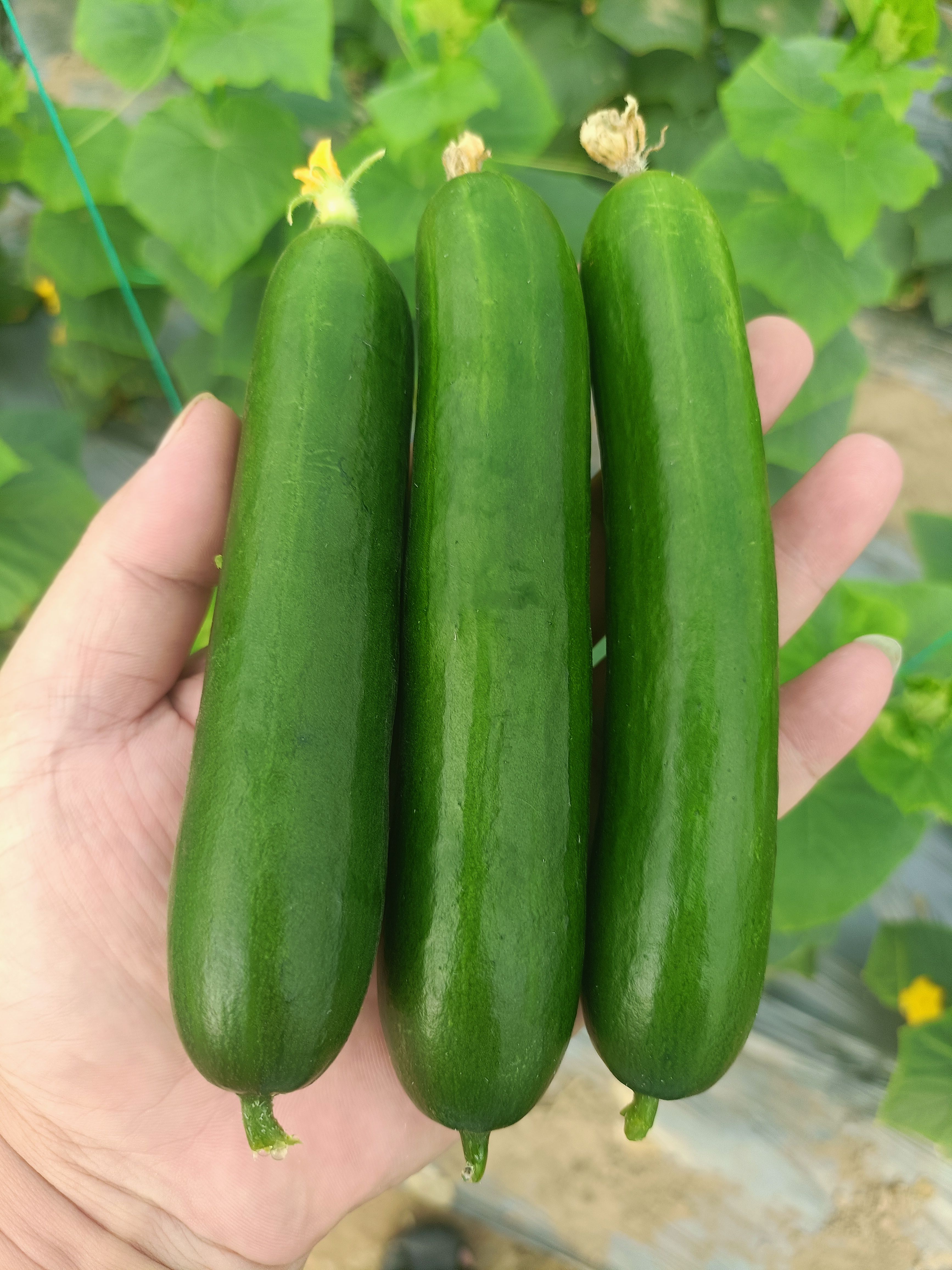 水果小黄瓜