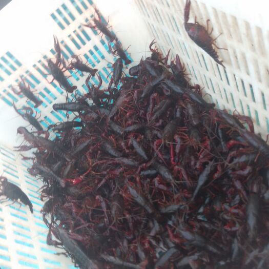南京肉质鲜美，个头饱满，物有所值！