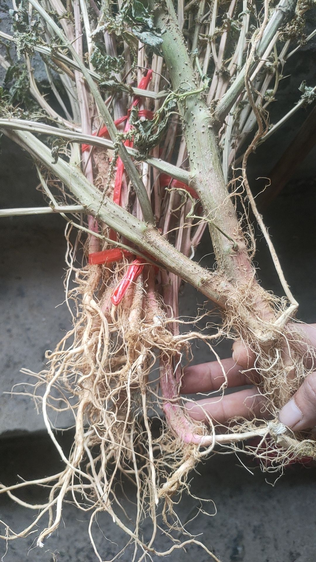 刺苋菜、苋菜、刺苋、假苋菜、猪母刺、白刺苋。