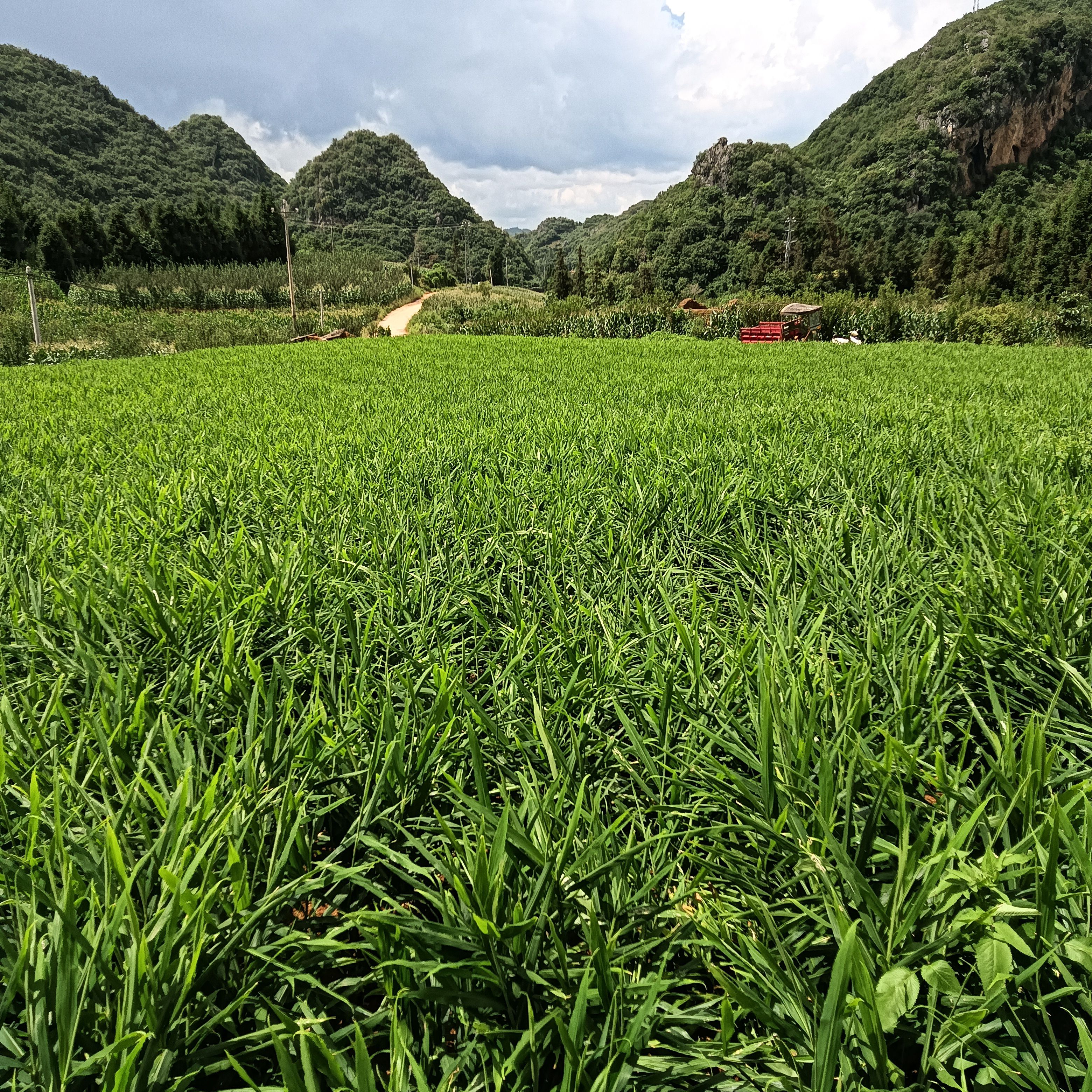 云南新姜大量上市。