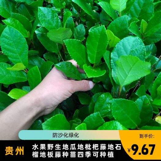 贵州水果野生地瓜地枇杷藤地石榴地板藤种苗四季可种植