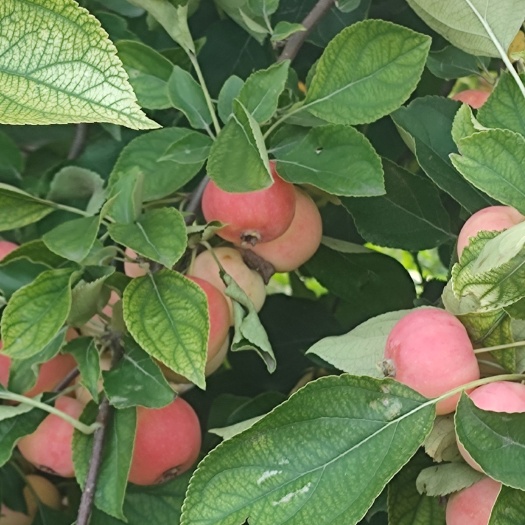 通榆县存糖心沙果