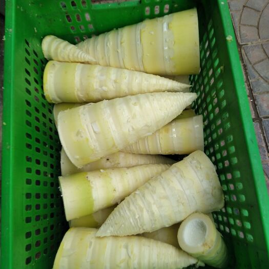重庆市麻竹笋