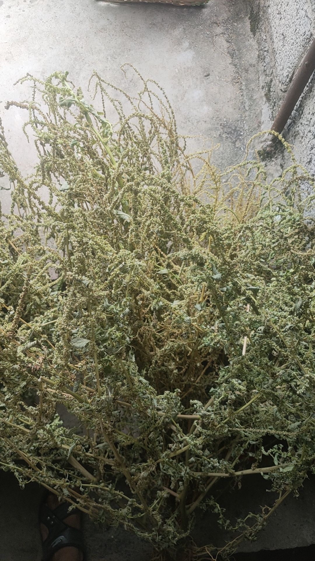 刺苋菜、苋菜、刺苋、假苋菜、猪母刺、白刺苋。