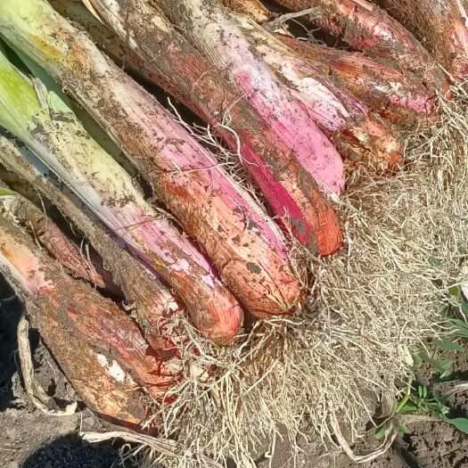 富锦市东北红皮葱，籽，苗，白长，冬天耐储存，口感好，亩产万斤以上