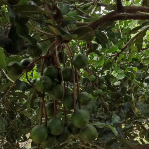 孟连县夏威夷果