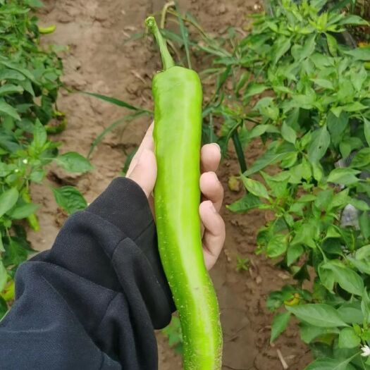 翁牛特旗鲜辣椒