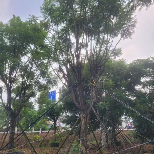 揭阳蓝花楹