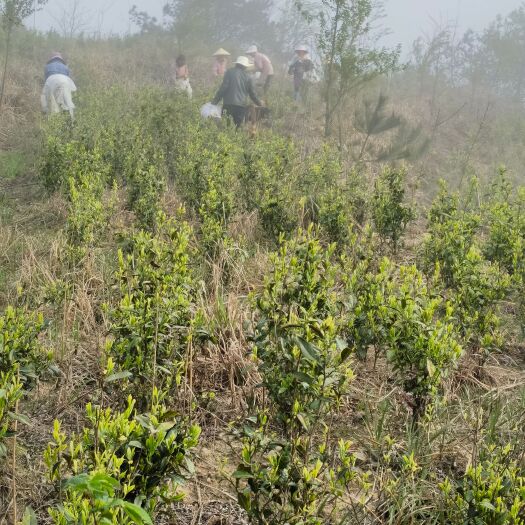 茶山269亩茶叶生长5年、房屋200平方、水库2500平方