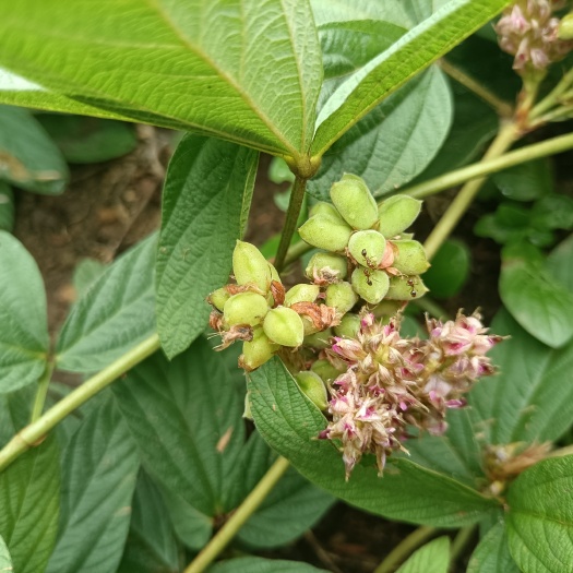 恭城县小叶千斤拔