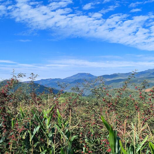 美姑县大凉山大红袍花椒