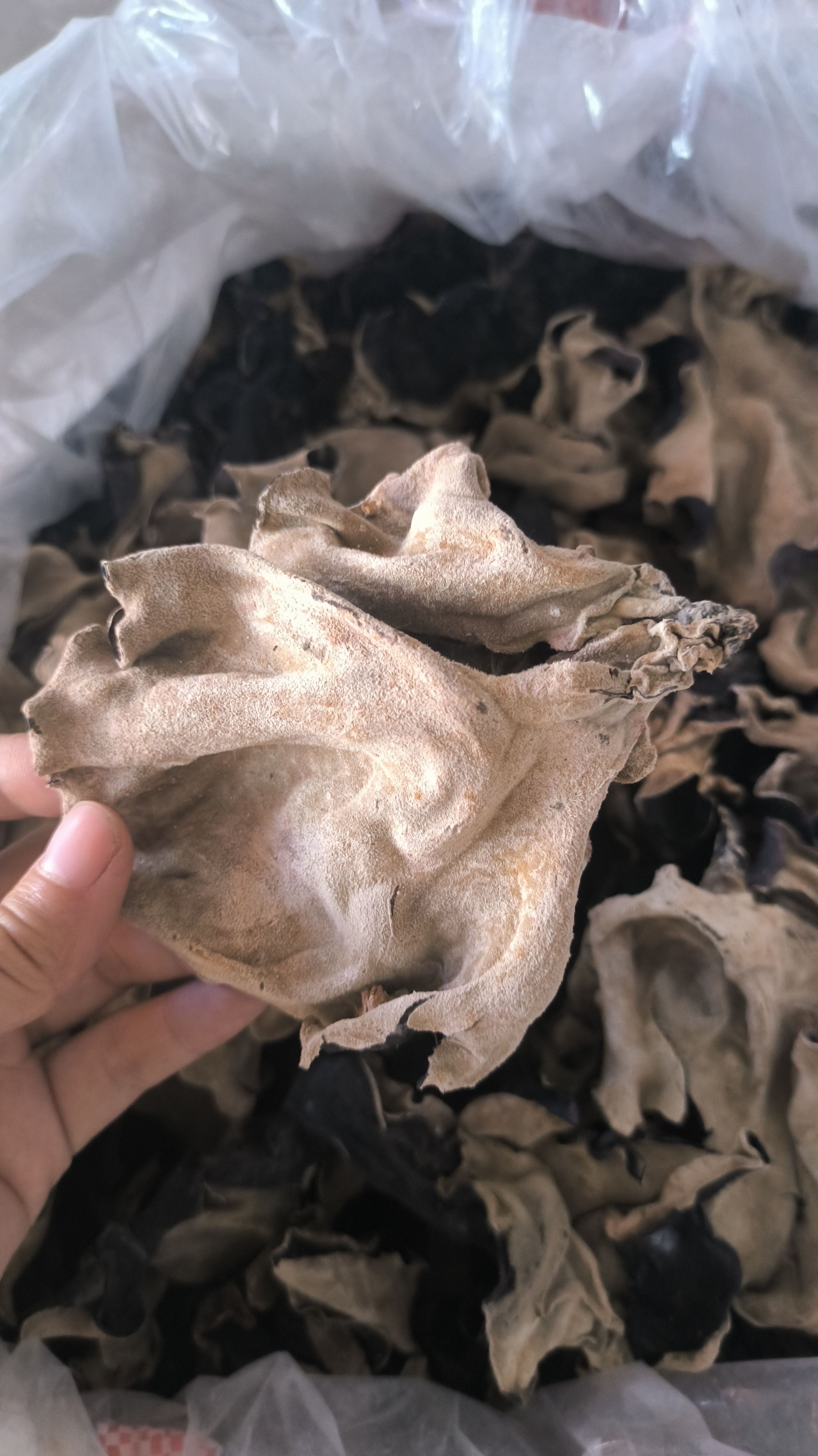 江苏木耳，厚肉木耳