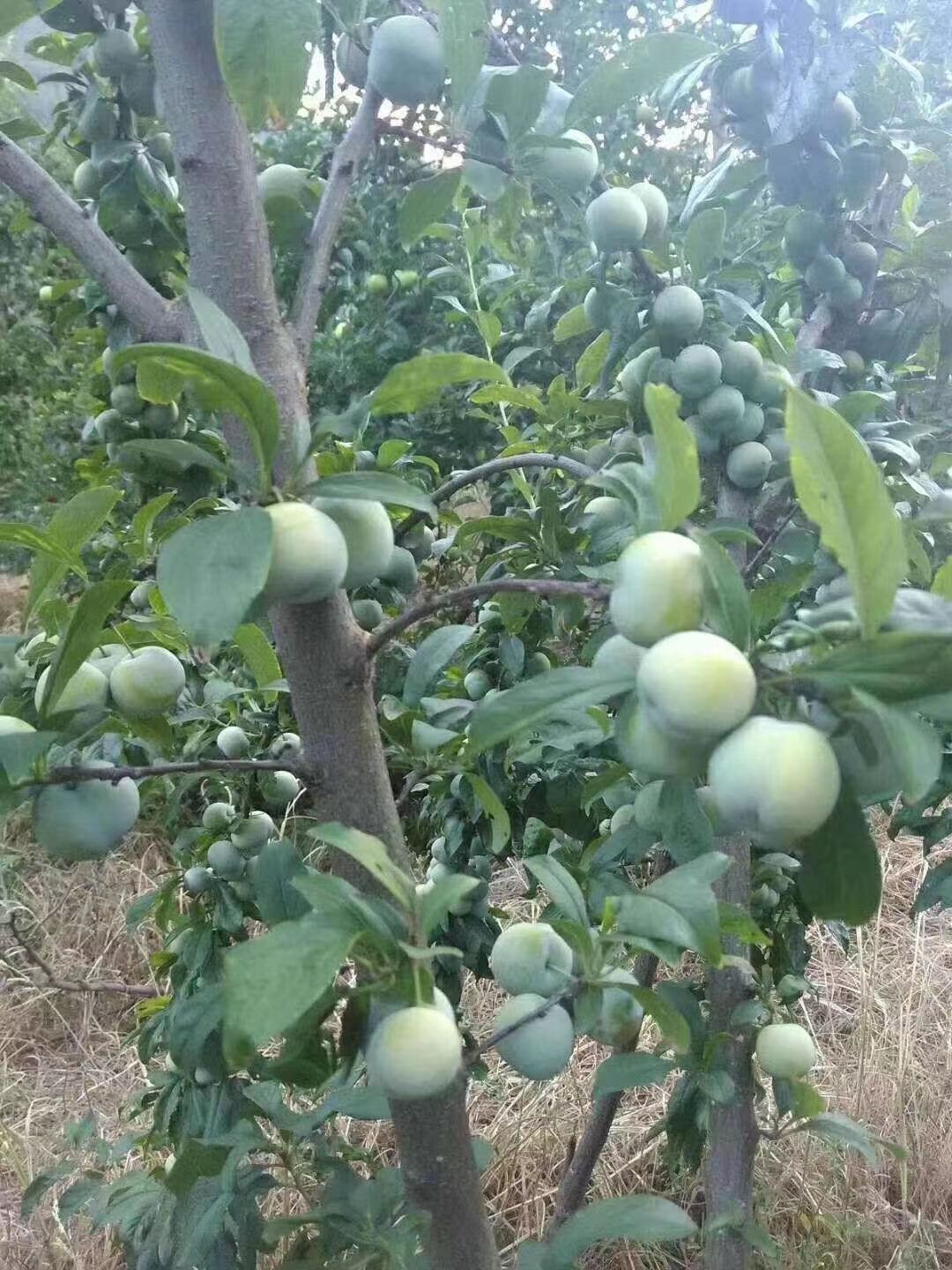 巴中南江清脆李