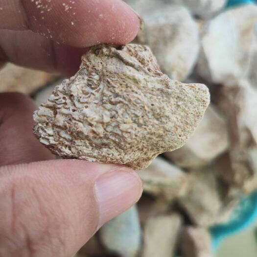 湘潭龙骨
