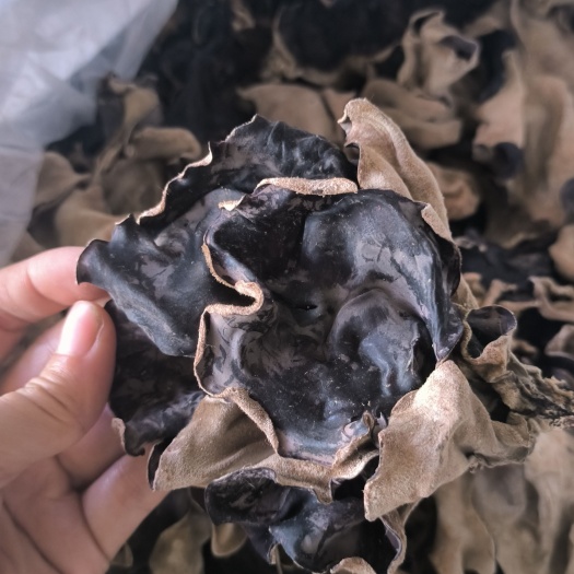 江苏木耳，厚肉木耳