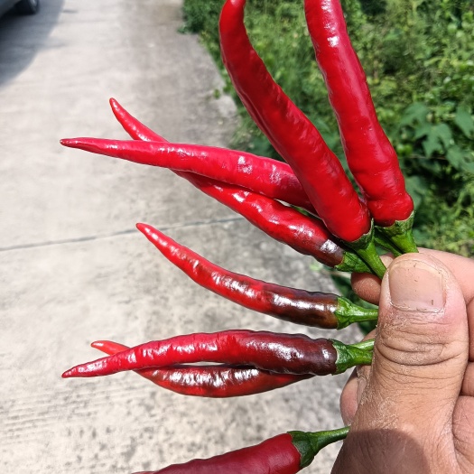 黔西市艳椒大量有货