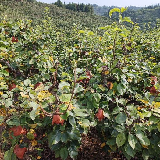 锦屏县金秋梨，套袋果大量上市。