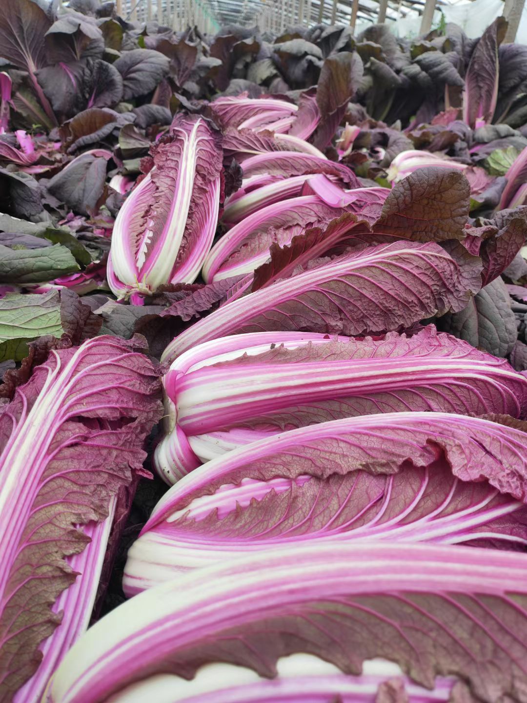 《春秋》两季精品特色菜，紫白菜，诚邀全国各地客商