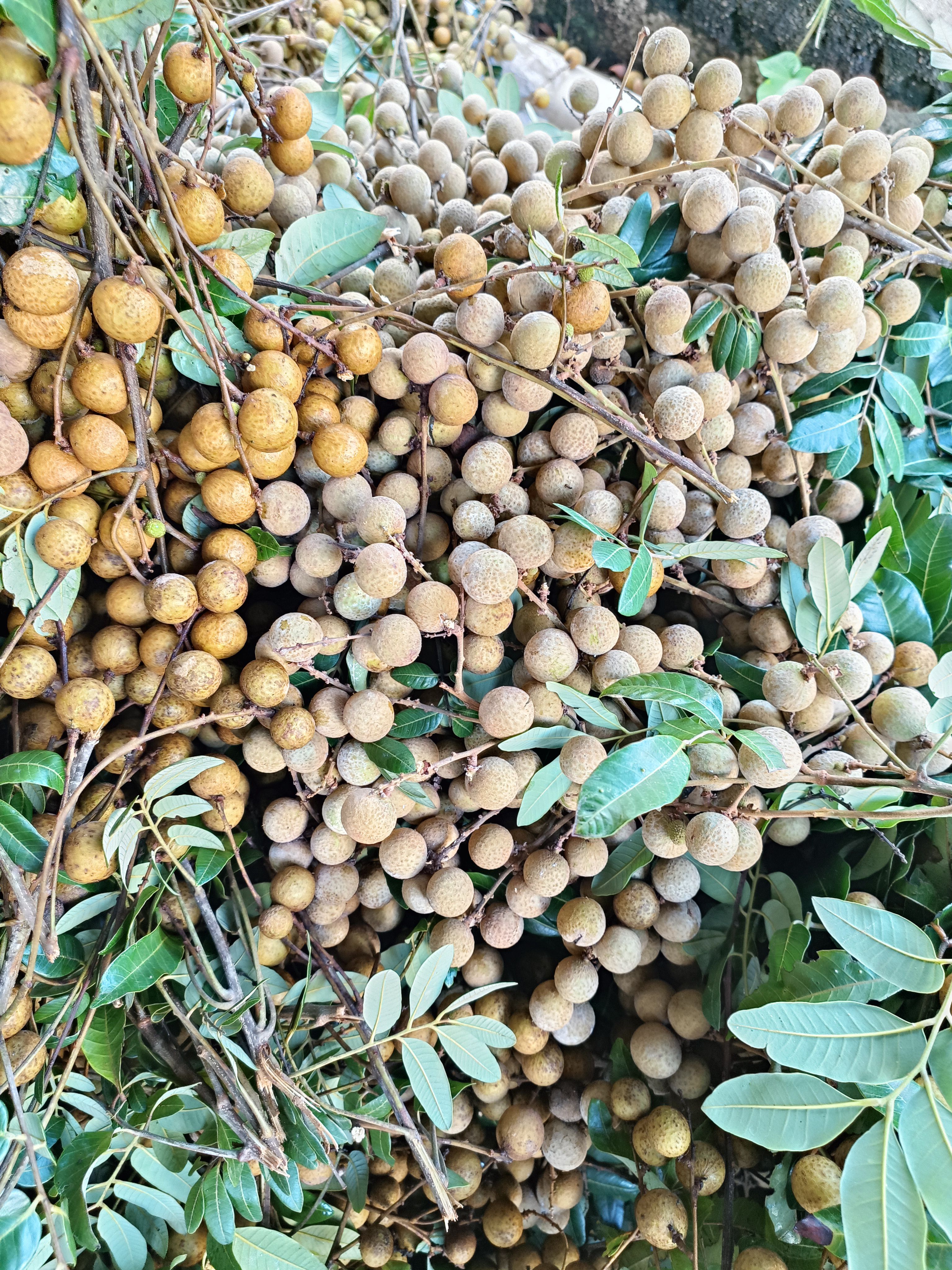广西平南石硖有再的联系我果鲜无虫