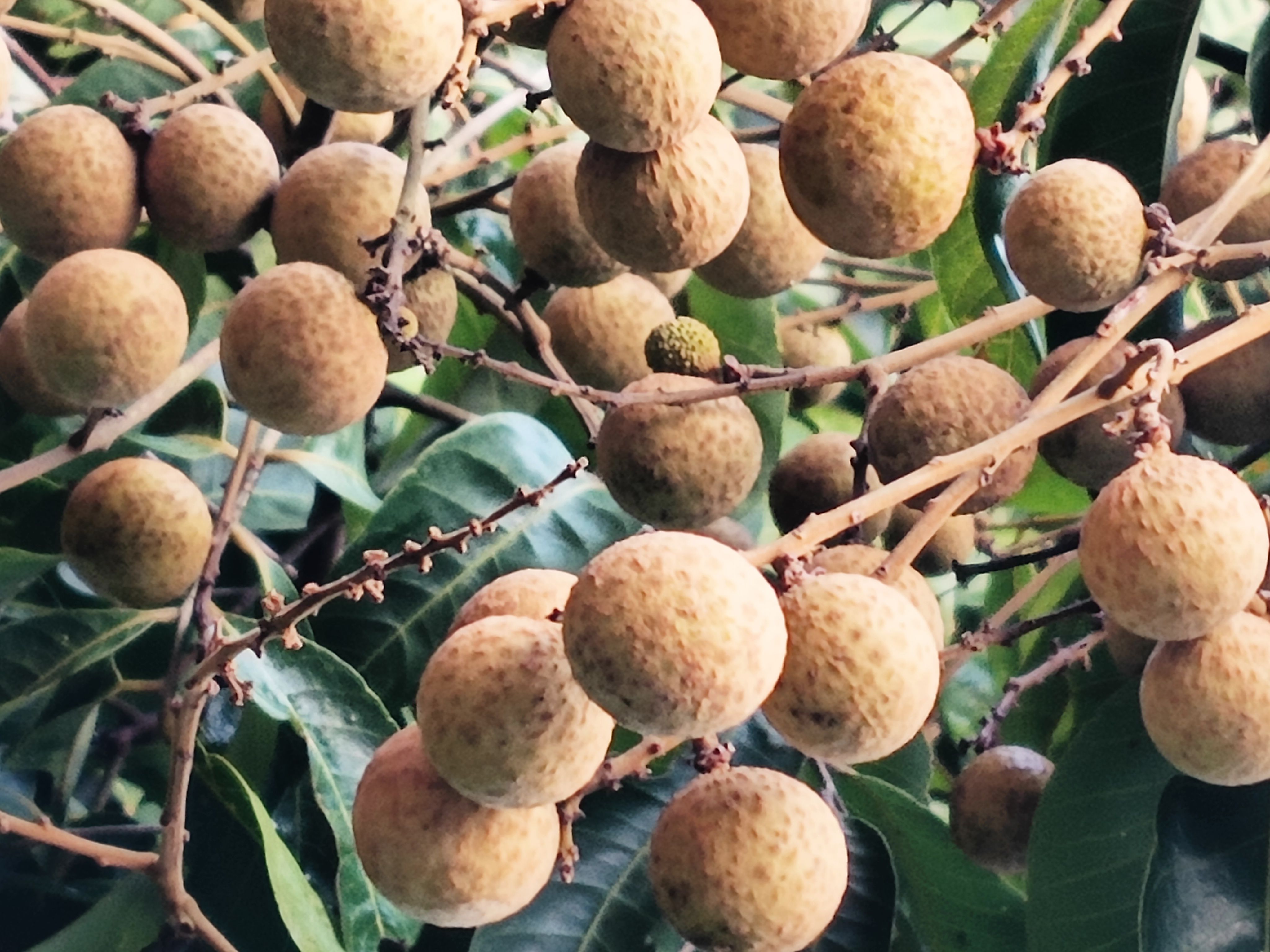 广西平南石硖有再的联系我果鲜无虫