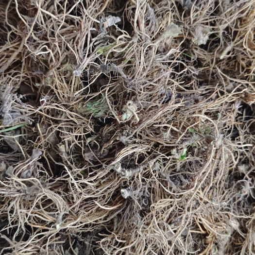 天峨县的新鲜地胆头出售。出自广西省河池市的山区货。